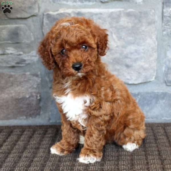 Anna, Miniature Poodle Puppy