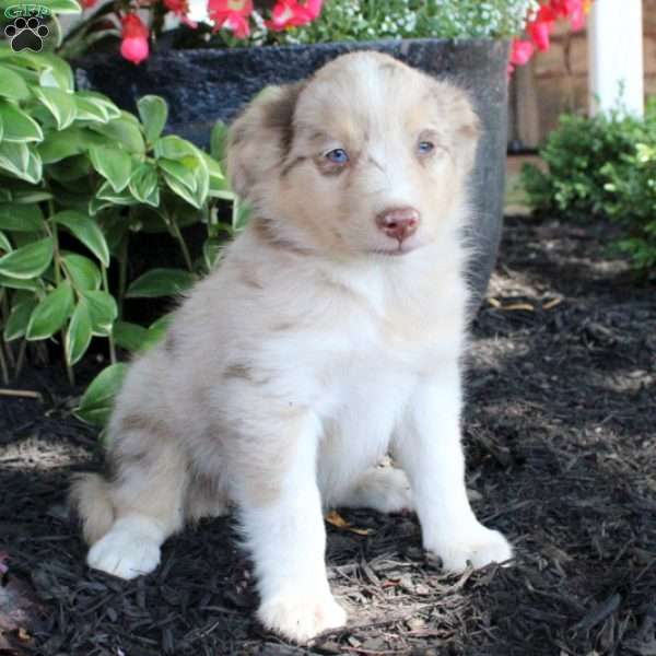 Ansley, Miniature Australian Shepherd Puppy