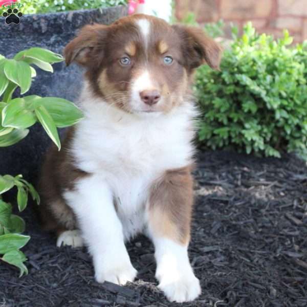 Anthony, Miniature Australian Shepherd Puppy