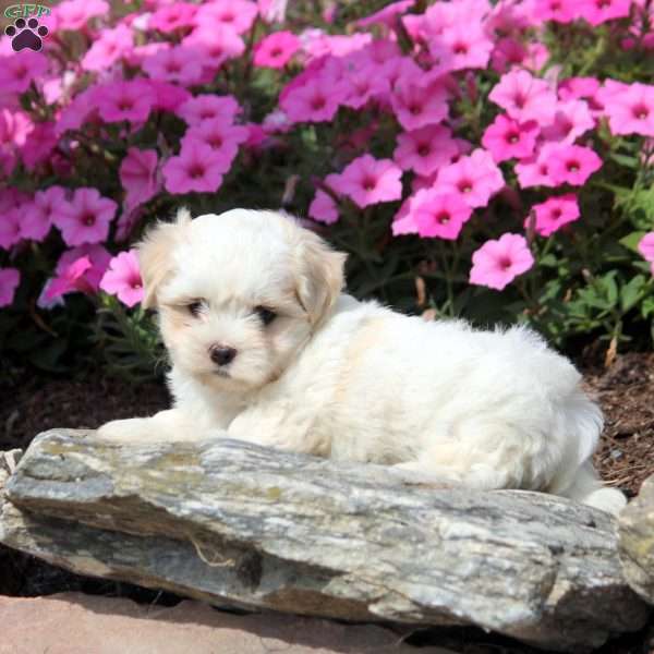 Anton, Coton de Tulear Mix Puppy