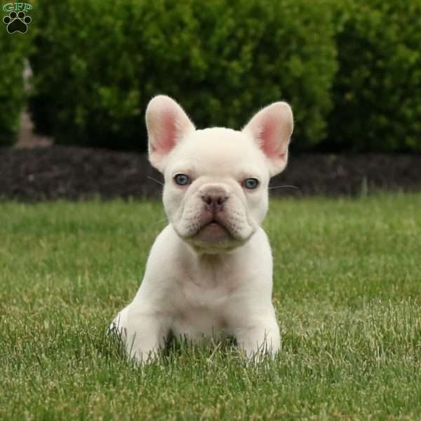 Apollo, French Bulldog Puppy