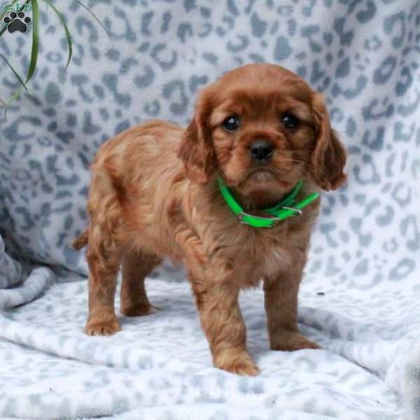 Apple, Cavalier King Charles Spaniel Puppy