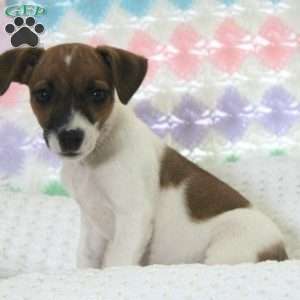 April - Jack Russell Terrier Puppy For Sale in Pennsylvania