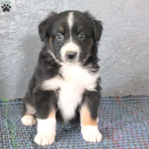 Archer, Miniature Australian Shepherd Puppy