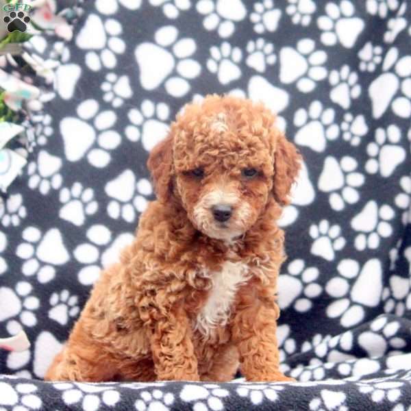 Aria, Mini Goldendoodle Puppy