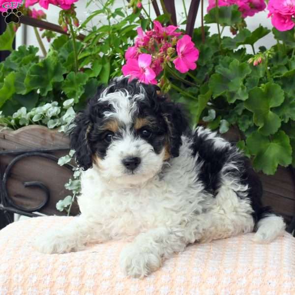 Arlan, Cavapoo Puppy