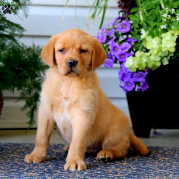 Arnie, Fox Red Labrador Retriever Puppy