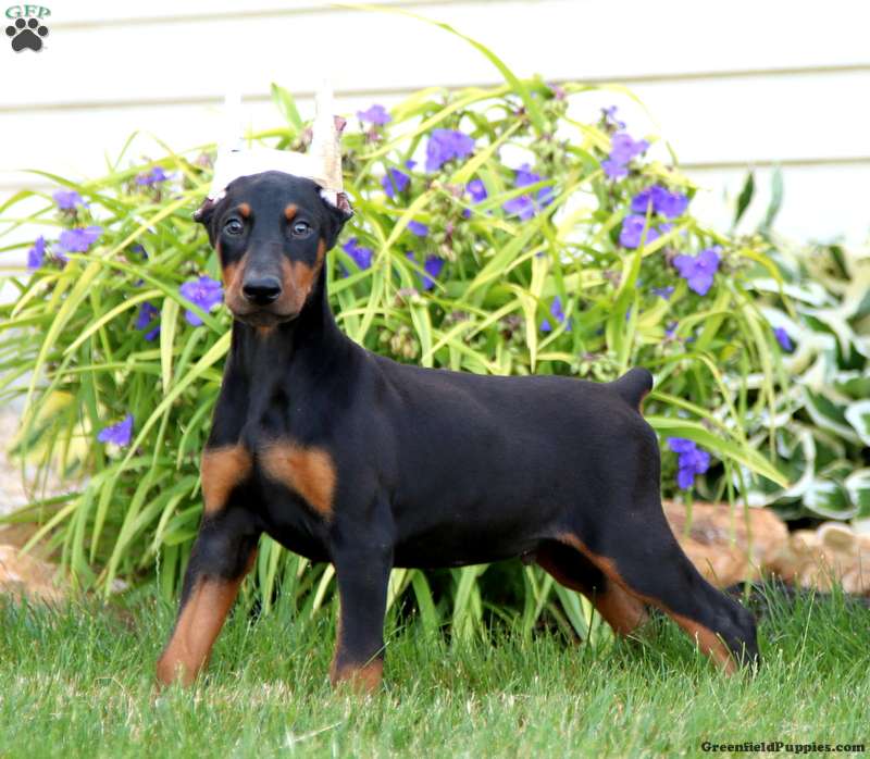 Arnie - Doberman Pinscher Puppy For Sale in Pennsylvania