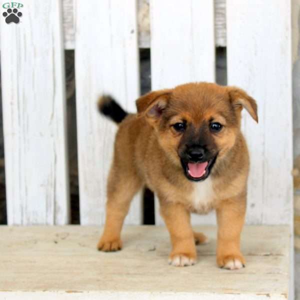 Asher, Jack Russell Mix Puppy