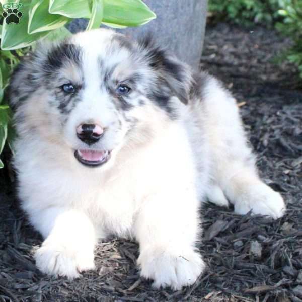 Asher, Miniature Australian Shepherd Puppy