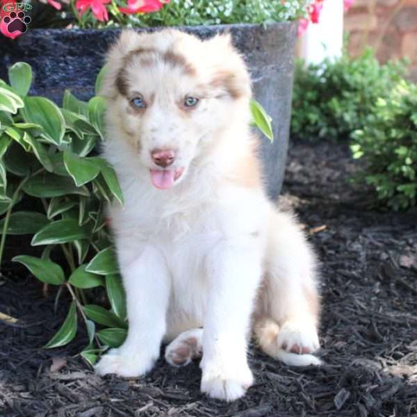 Ashley, Miniature Australian Shepherd Puppy