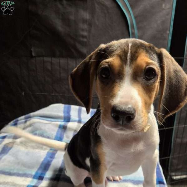 Brain, Beagle Puppy