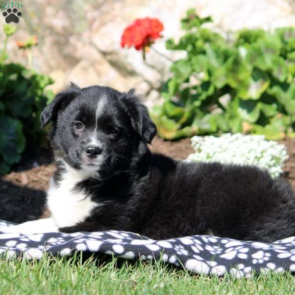 Audrey, Miniature Australian Shepherd Mix Puppy