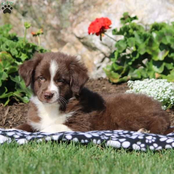 Austin, Miniature Australian Shepherd Mix Puppy