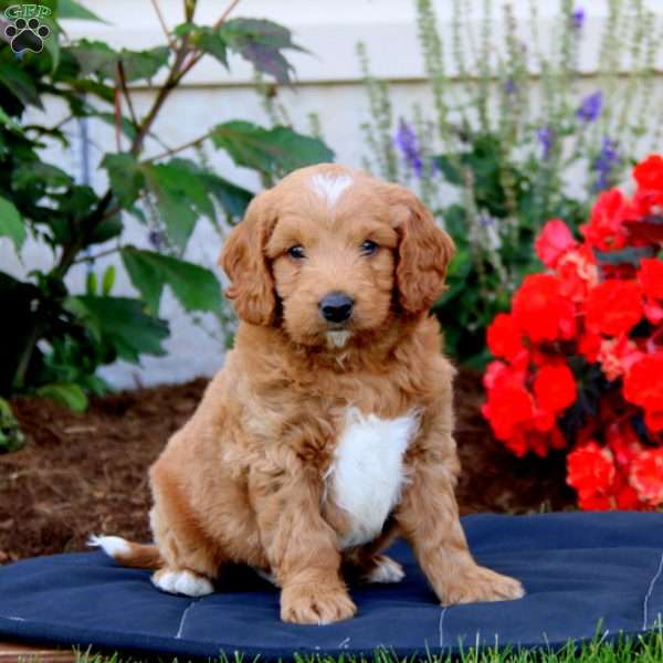 Austin, Labradoodle Puppy