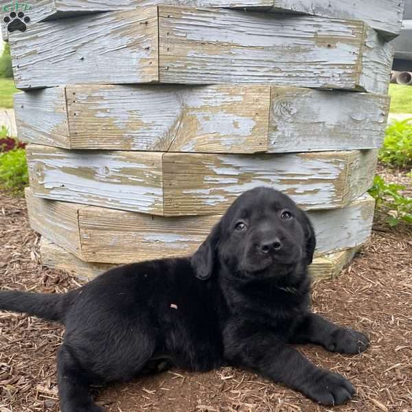 Joe, Black Labrador Retriever Puppy