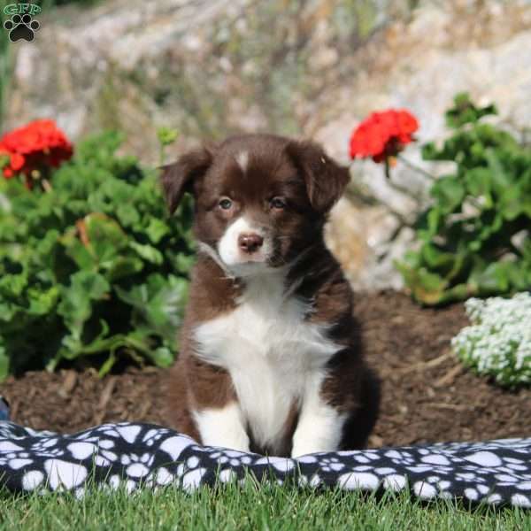 Ava, Miniature Australian Shepherd Mix Puppy