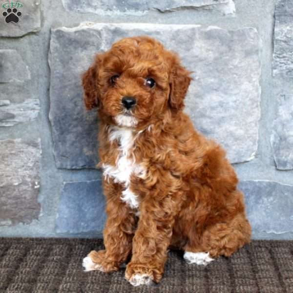 Ava, Miniature Poodle Puppy