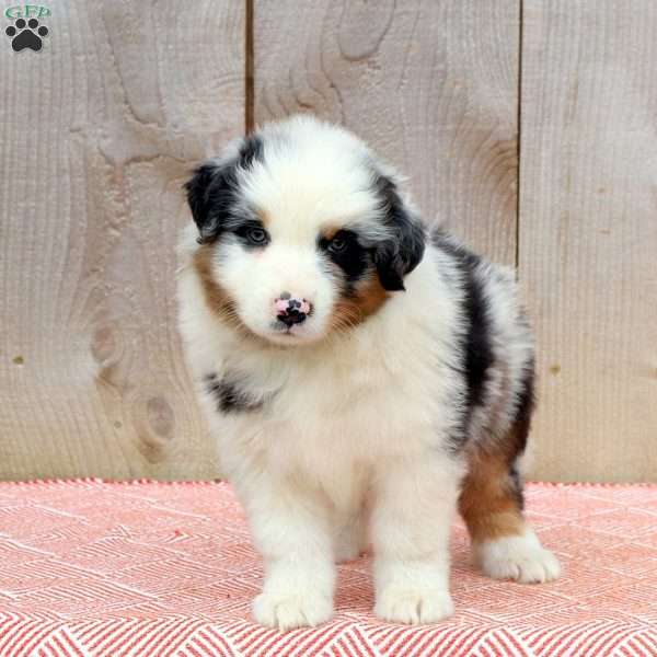 Avery, Australian Shepherd Puppy