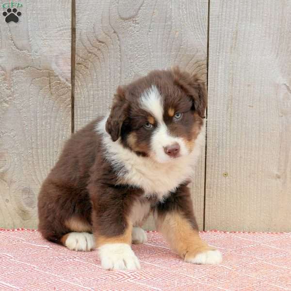 Axel, Australian Shepherd Puppy