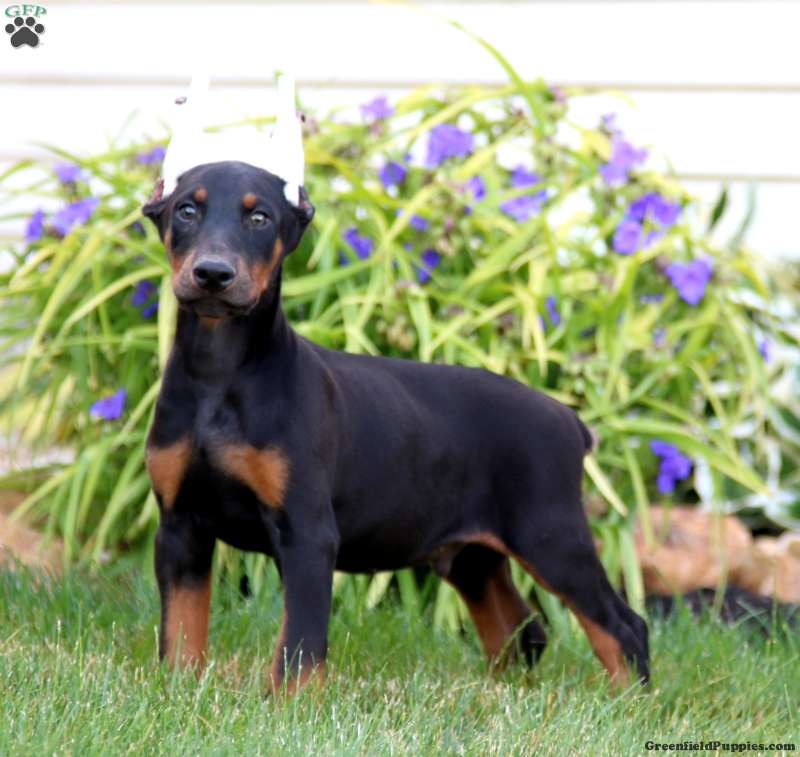 Axel - Doberman Pinscher Puppy For Sale in Pennsylvania