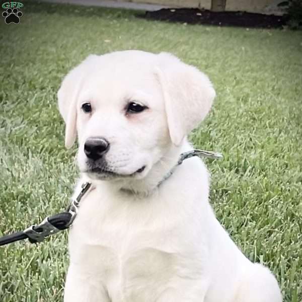 Brenda, Yellow Labrador Retriever Puppy