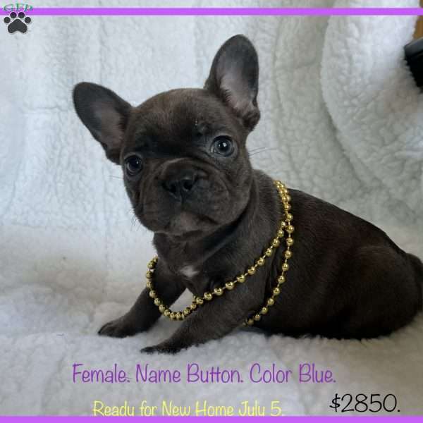 Button, French Bulldog Puppy