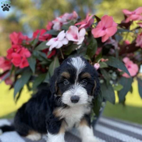 Buddy, Mini Aussiedoodle Puppy