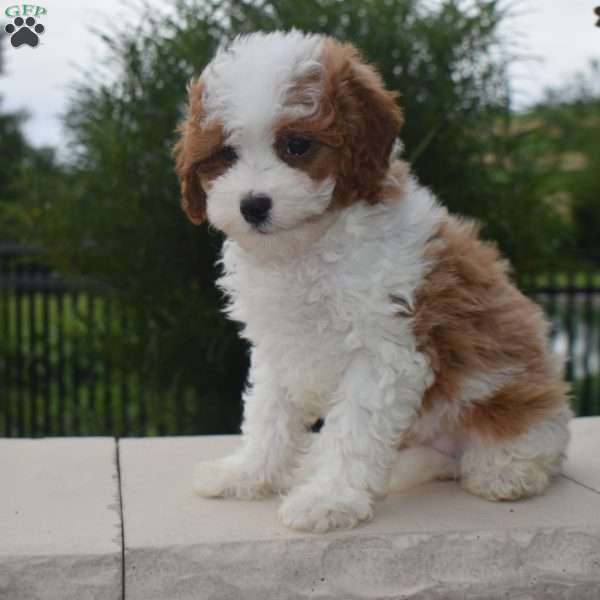 Eddie, Cavapoo Puppy