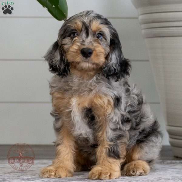 Rocky, Cavapoo Puppy