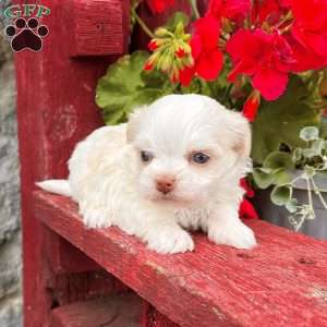 Benji, Havanese Puppy