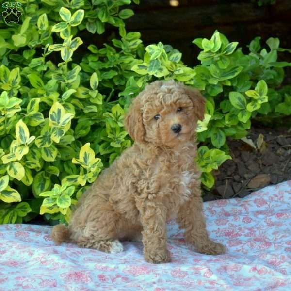 Bailey, Miniature Poodle Puppy