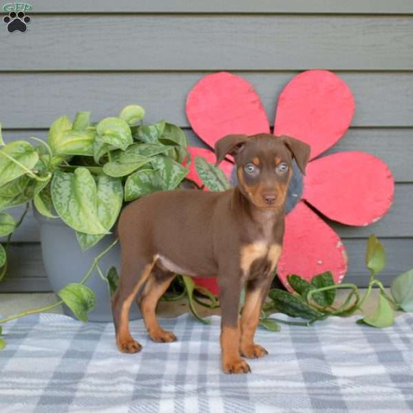 Bailey, Miniature Pinscher Puppy