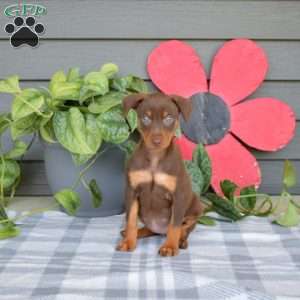 Bailey, Miniature Pinscher Puppy