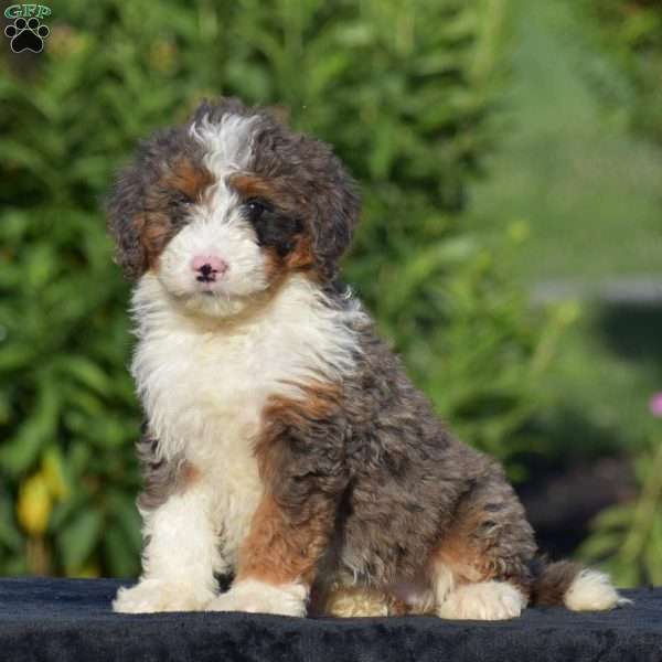 Bailey, Mini Bernedoodle Puppy