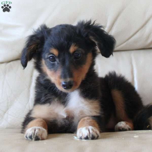 Bambi, Sheltie Mix Puppy