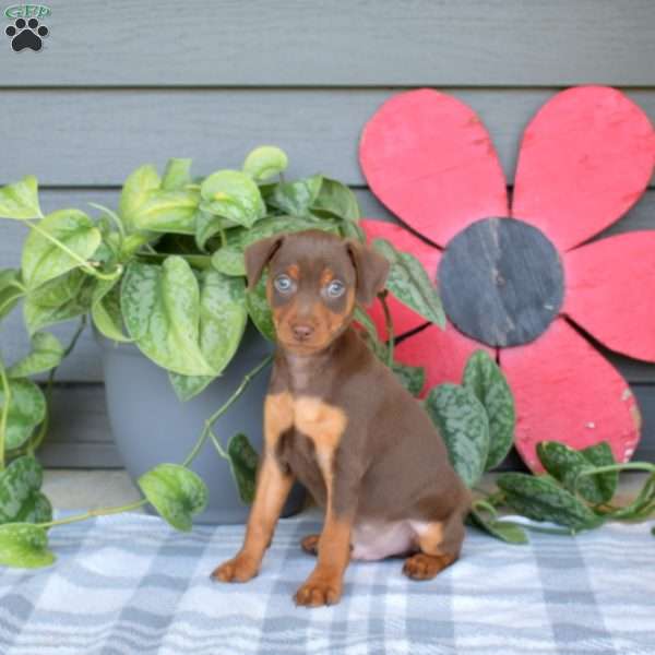 Bandit, Miniature Pinscher Puppy