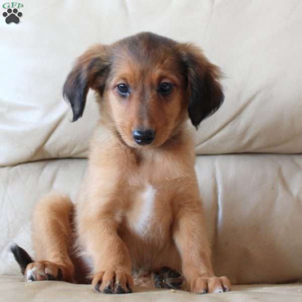 Barkley, Sheltie Mix Puppy