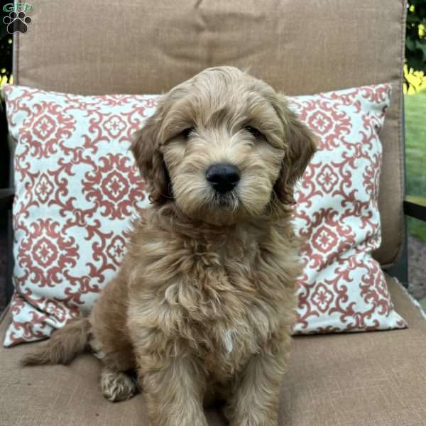 Basil, Mini Goldendoodle Puppy