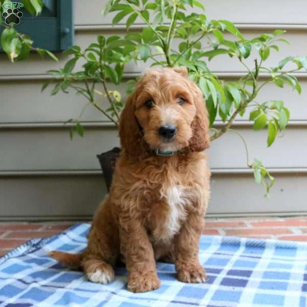 Baylor-Moyen, Irish Doodle Puppy