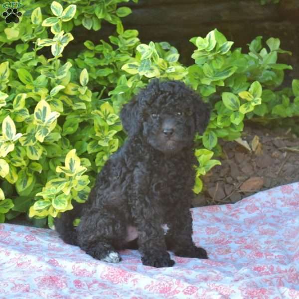 Bear, Miniature Poodle Puppy