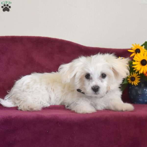 Bear, Maltese Puppy