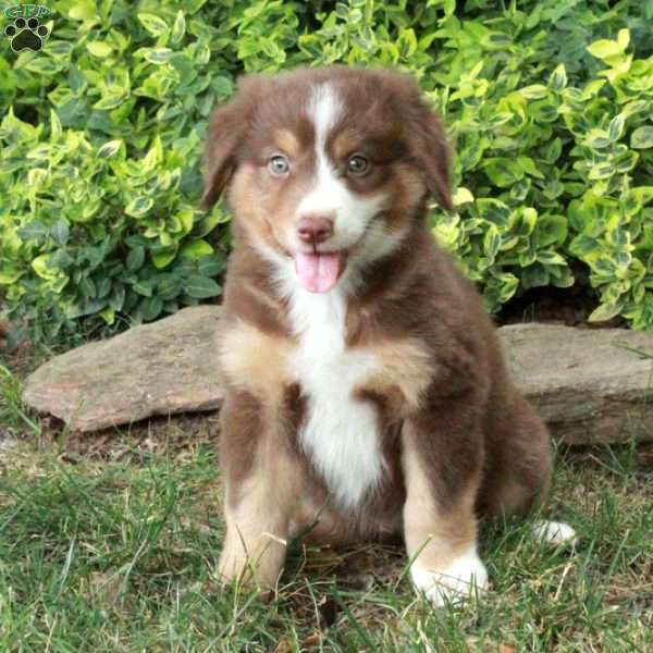 Beatrice - Australian Shepherd Puppy For Sale in Pennsylvania