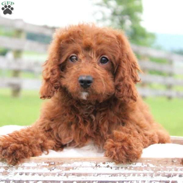 Beatrice, Cavapoo Puppy