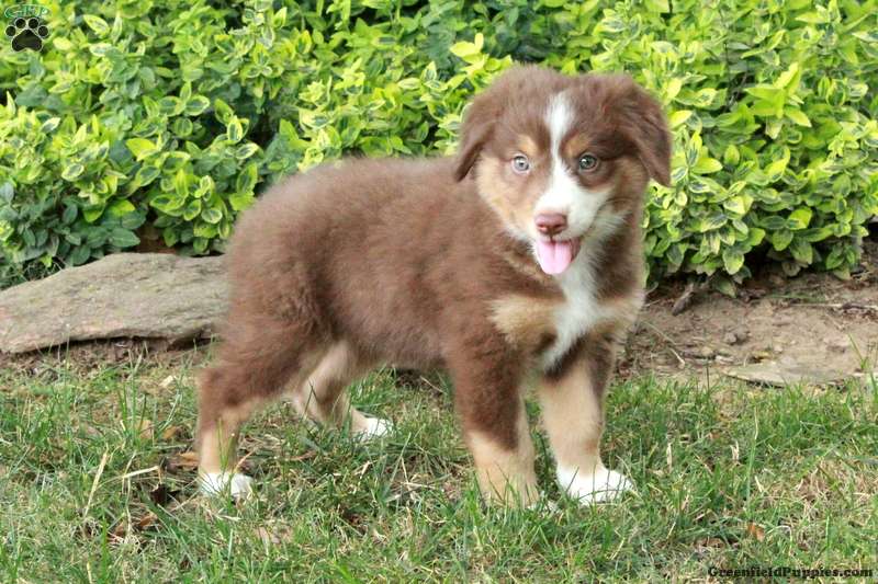 Beatrice - Australian Shepherd Puppy For Sale in Pennsylvania