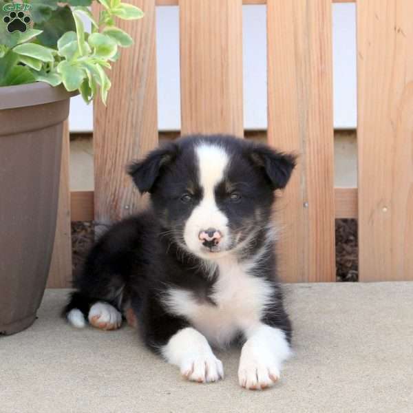 Beauty, Border Collie Mix Puppy