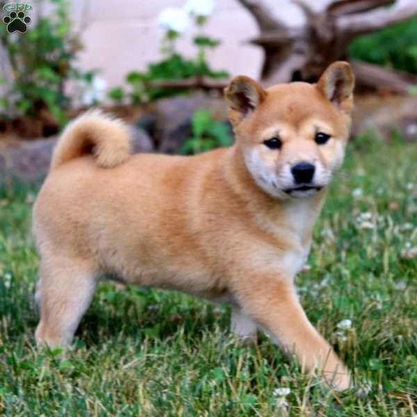 Beauty, Shiba Inu Puppy