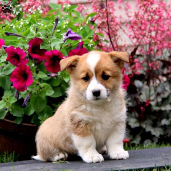 Beauty, Welsh Corgi Mix Puppy