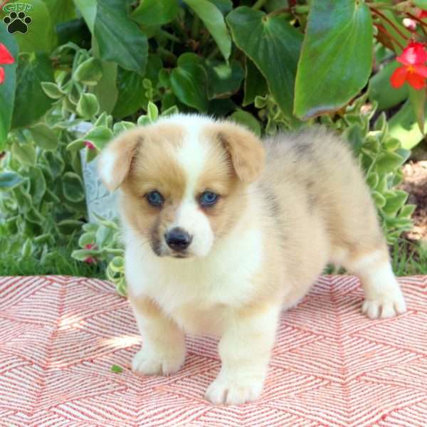 Becca, Pembroke Welsh Corgi Puppy