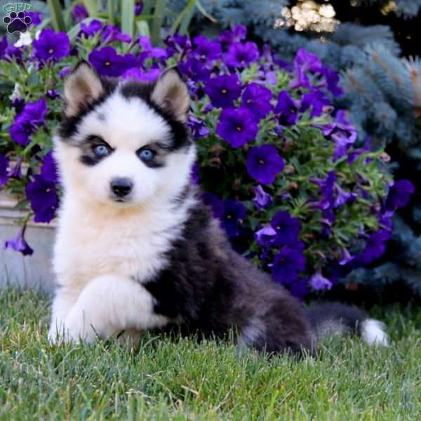 Becky, Pomsky Puppy